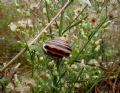 Cepaea nemoralis